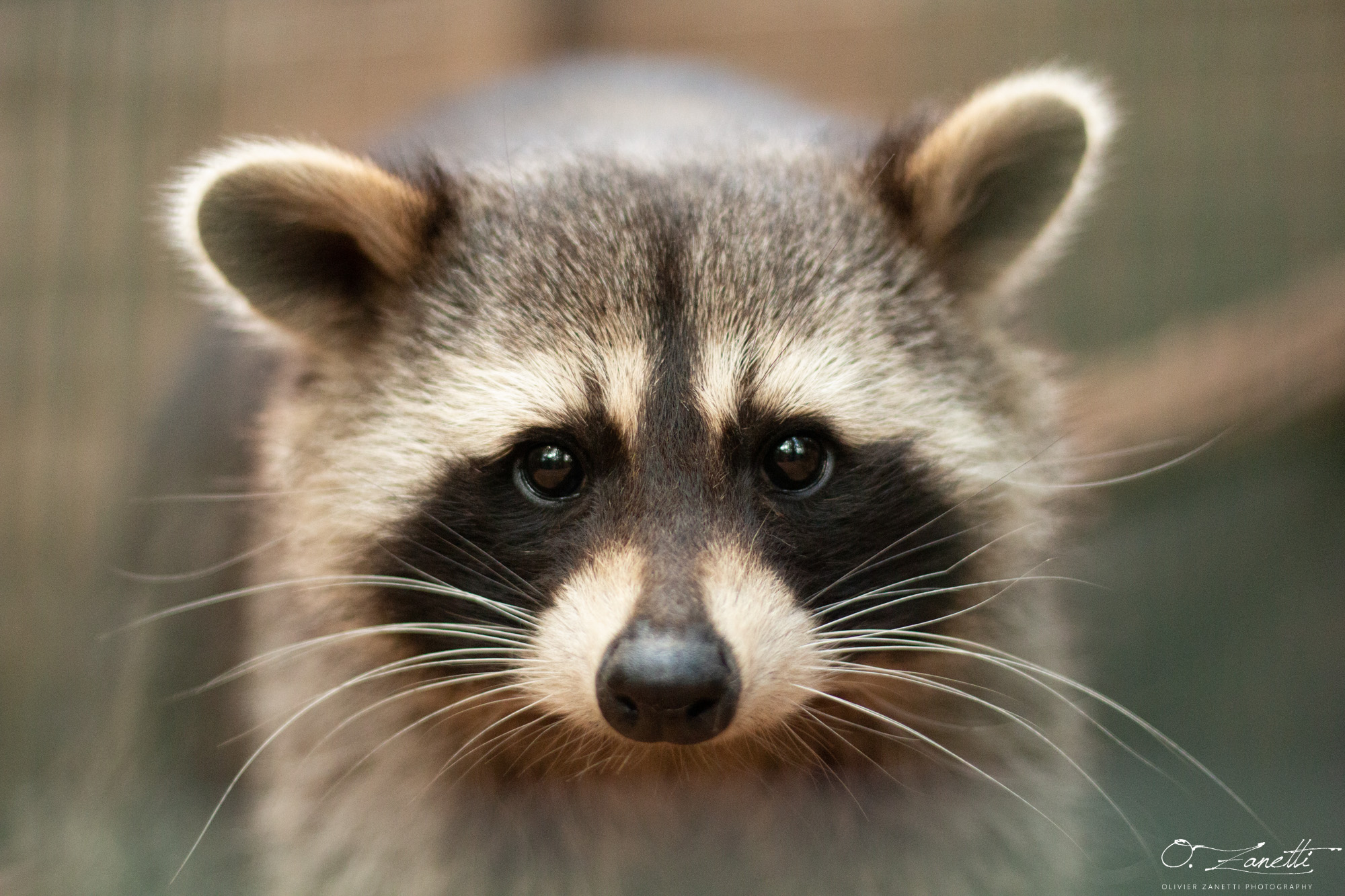 La raton laveur