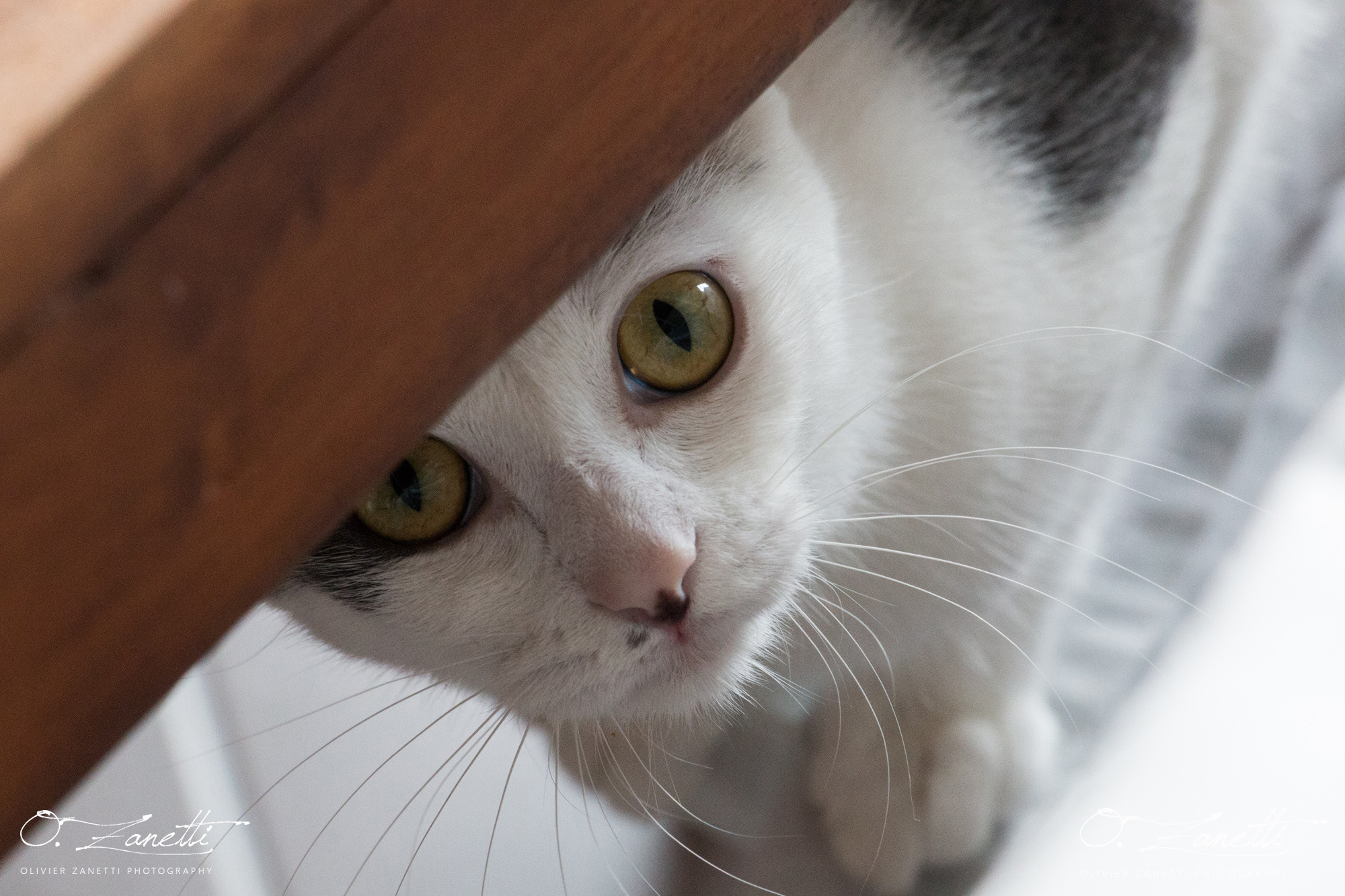 Le chat inquiet