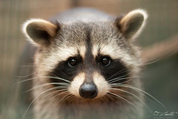 La raton laveur