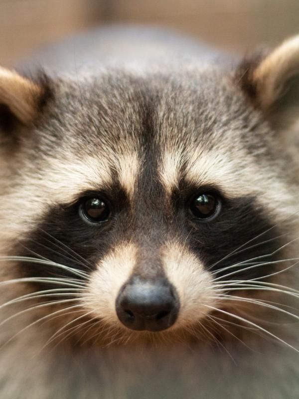 La raton laveur