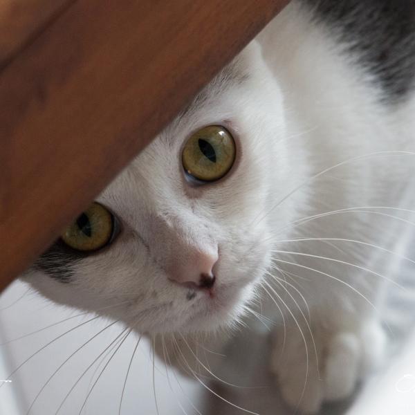 Le chat inquiet