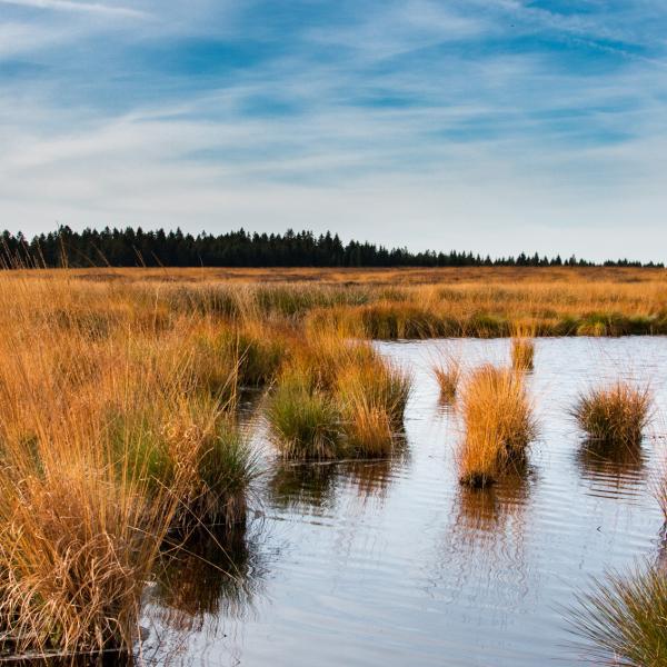 Les fagnes belges